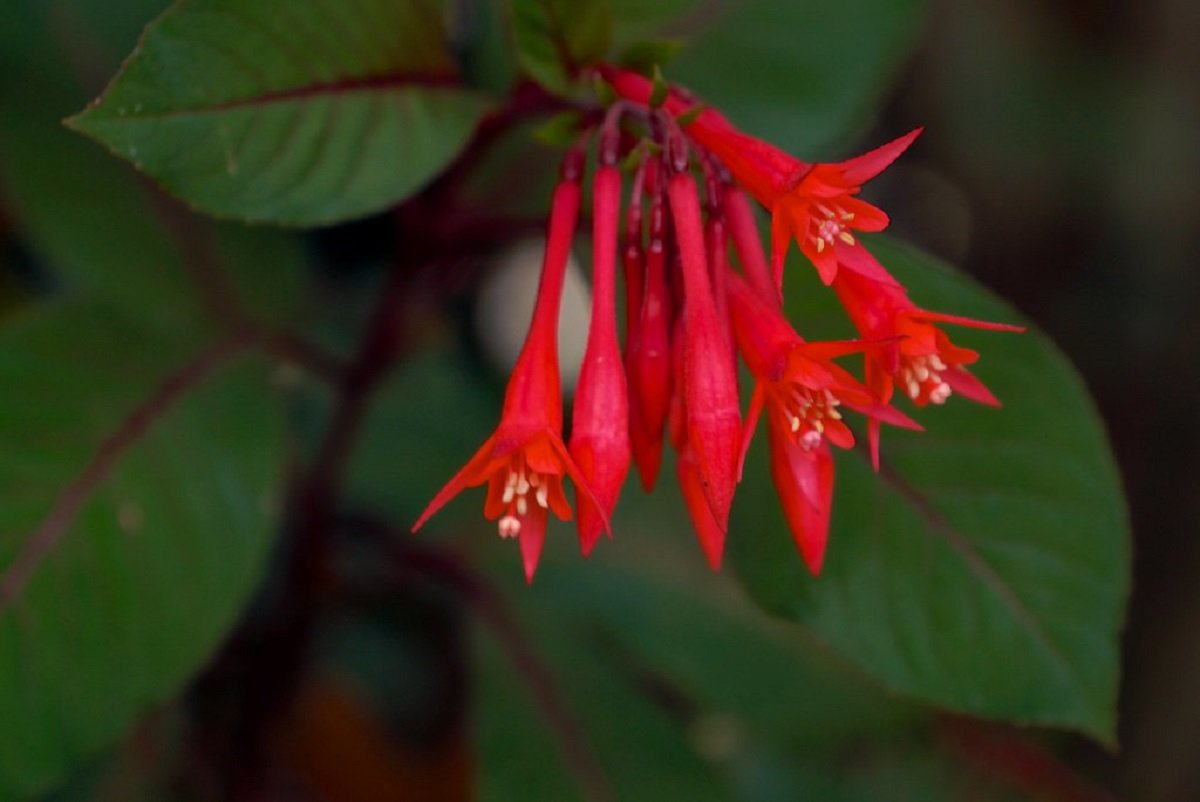 Firecracker Palnt