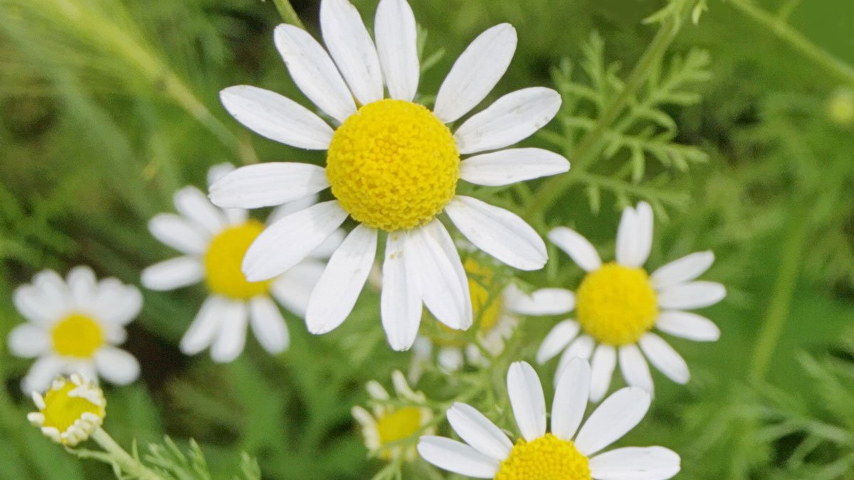 chamomile flower
