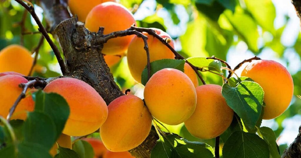 apricot flower tree