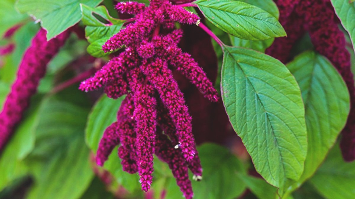 amarnth flower