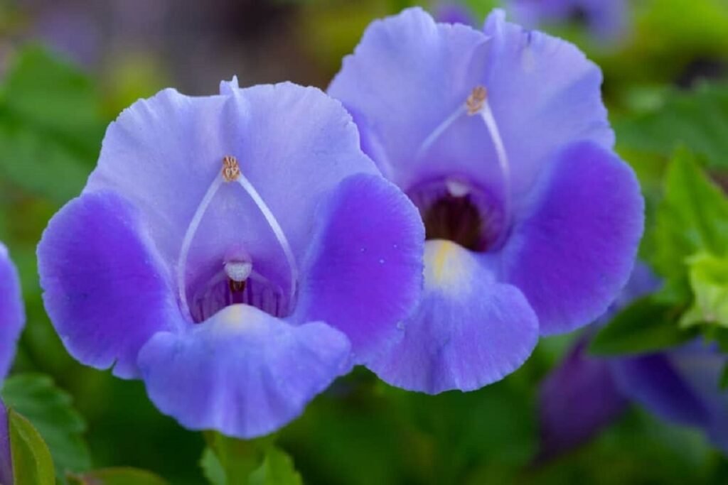 wishbone flower