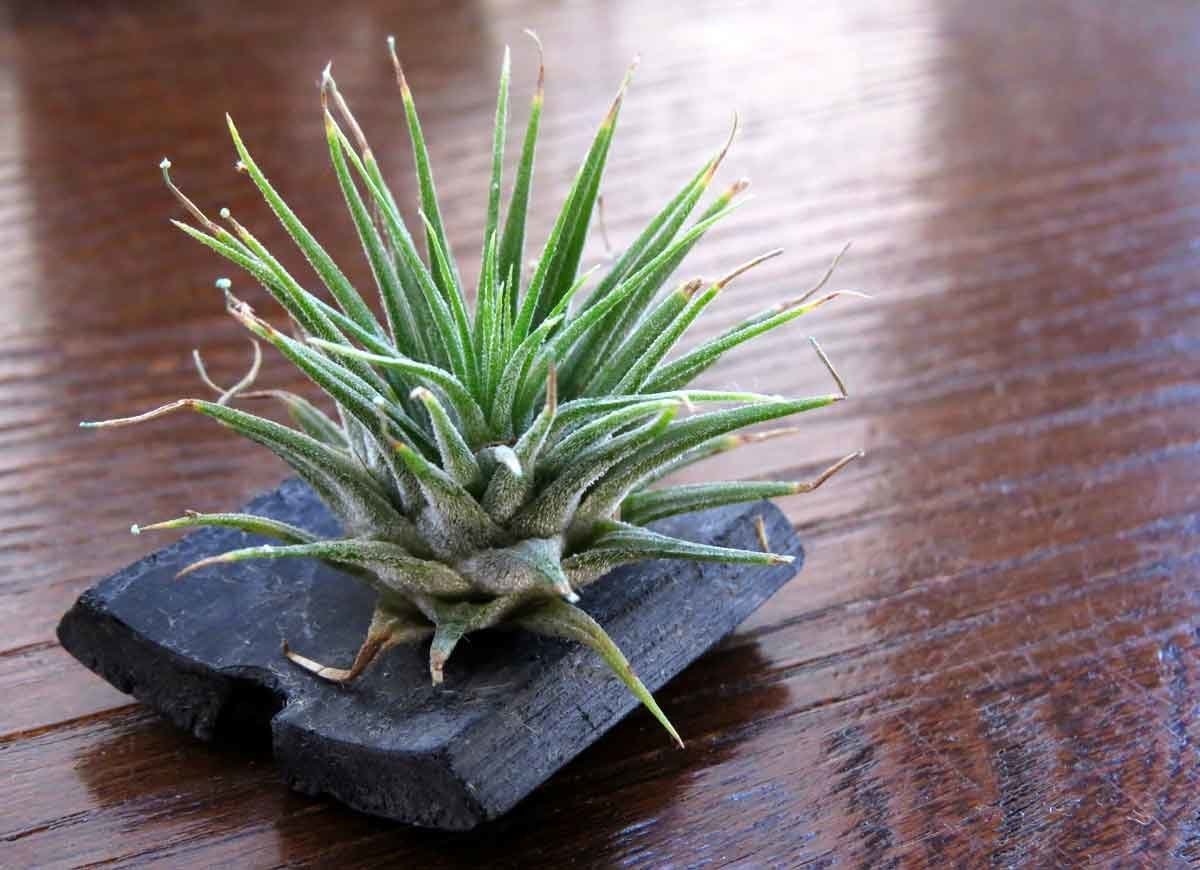 air plants