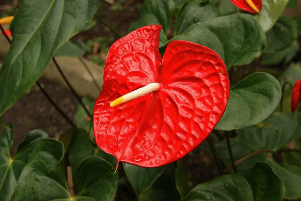 Flamingo flower
