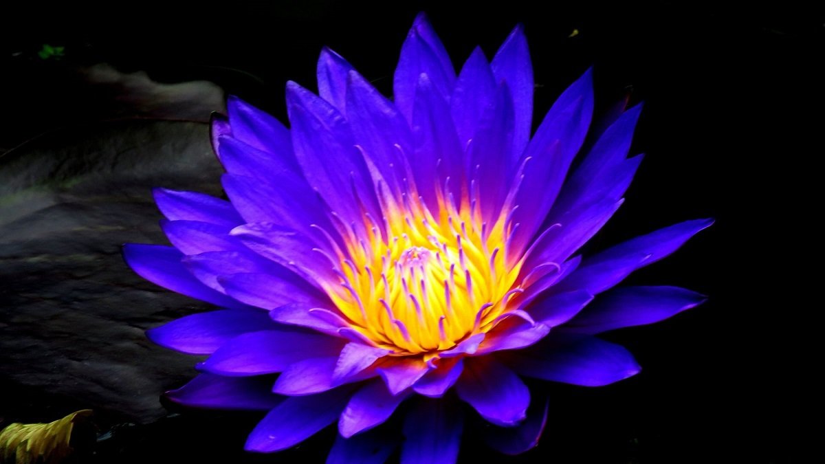Blue water lily
