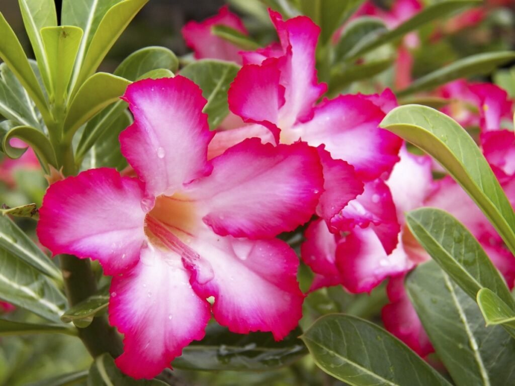 Desert rose bonsai