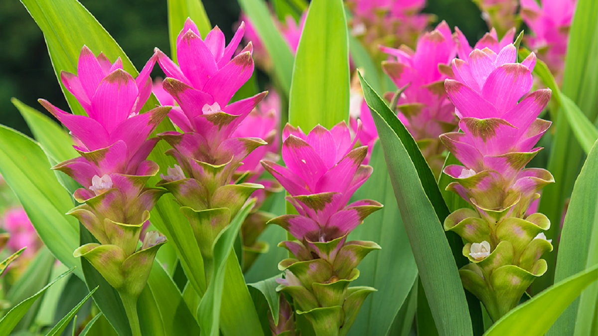 black turmeric plant