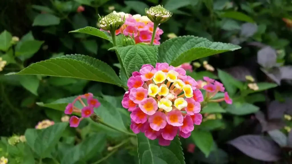 Common Lantana