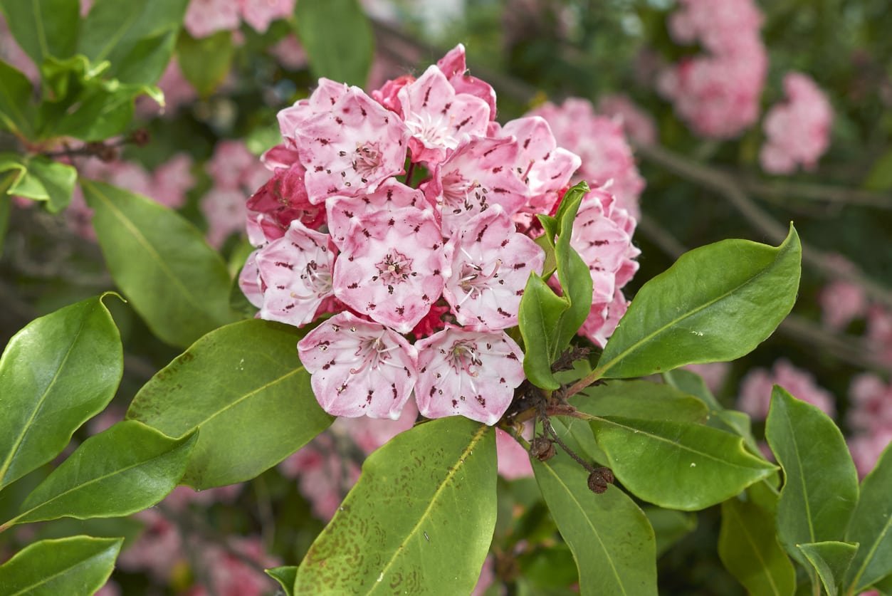 Mountain Laurel