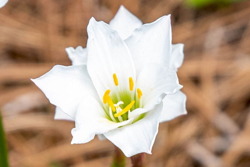 Rain Lily