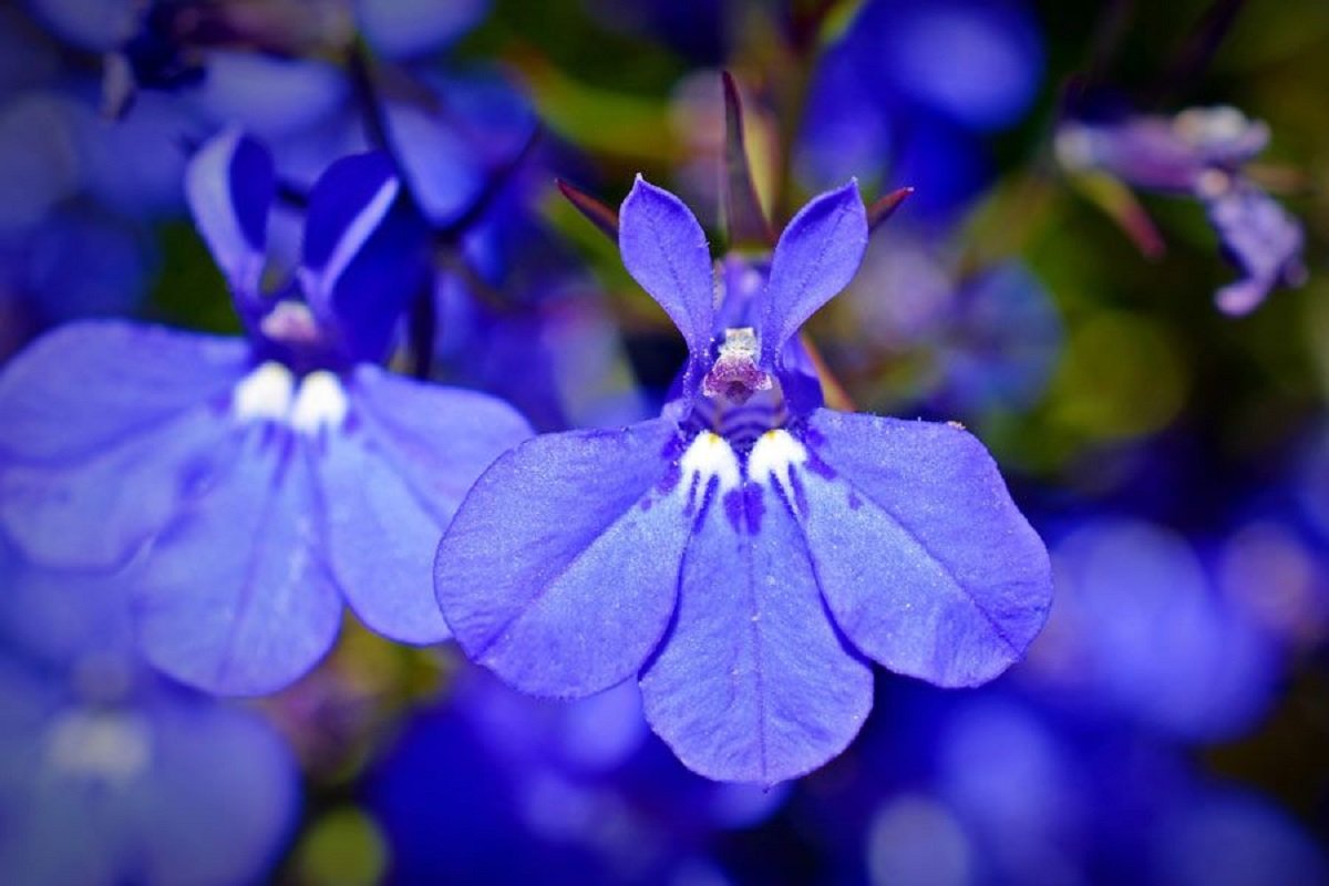 Lobelia flower