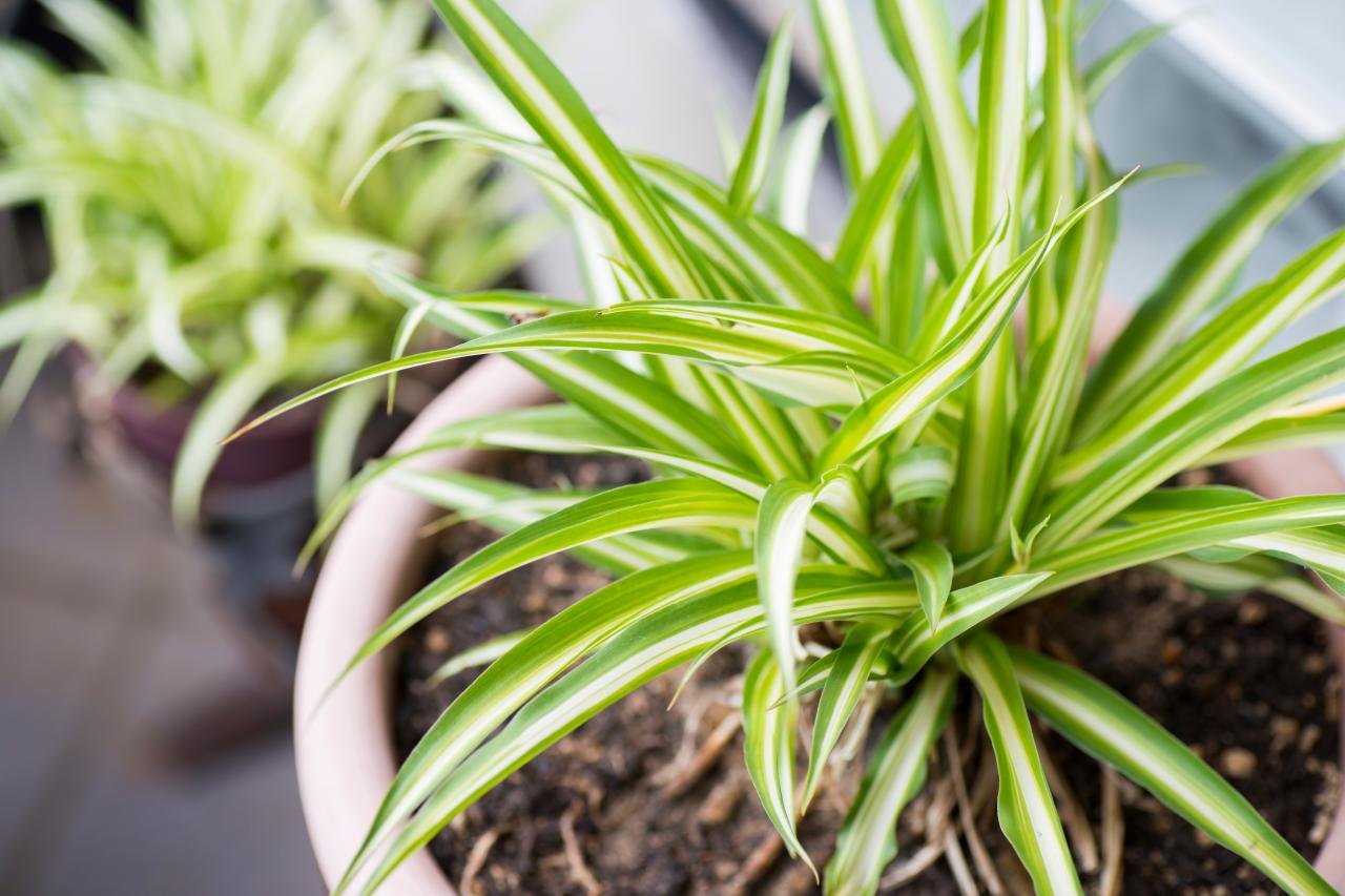 spider plants
