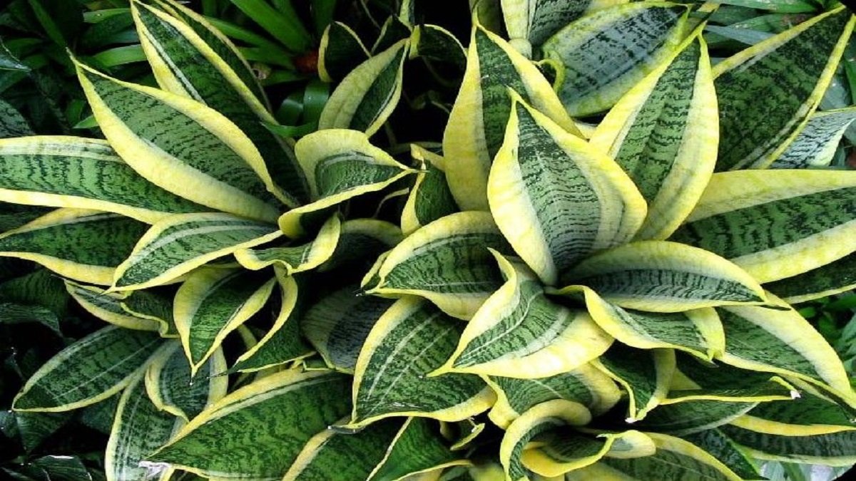 Snake plant
