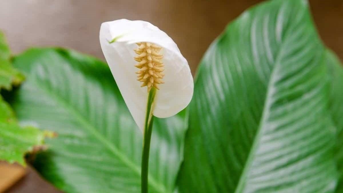 Peace lily