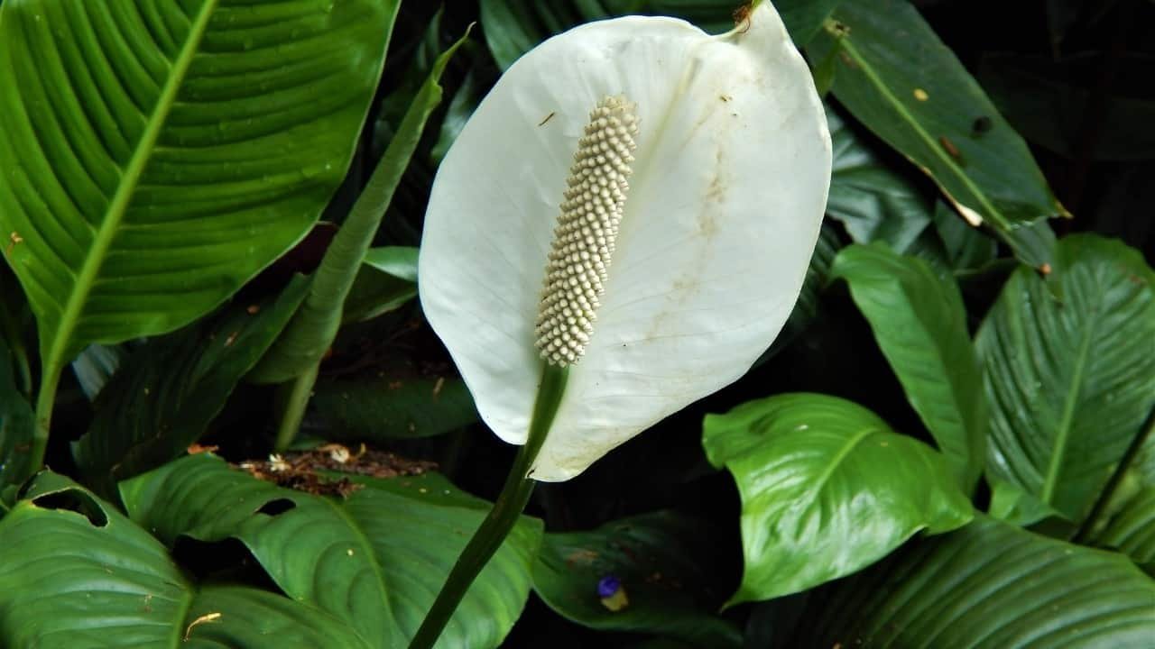 Peace Lily
