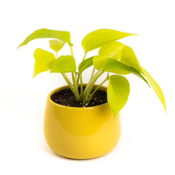 Money Plant Golden