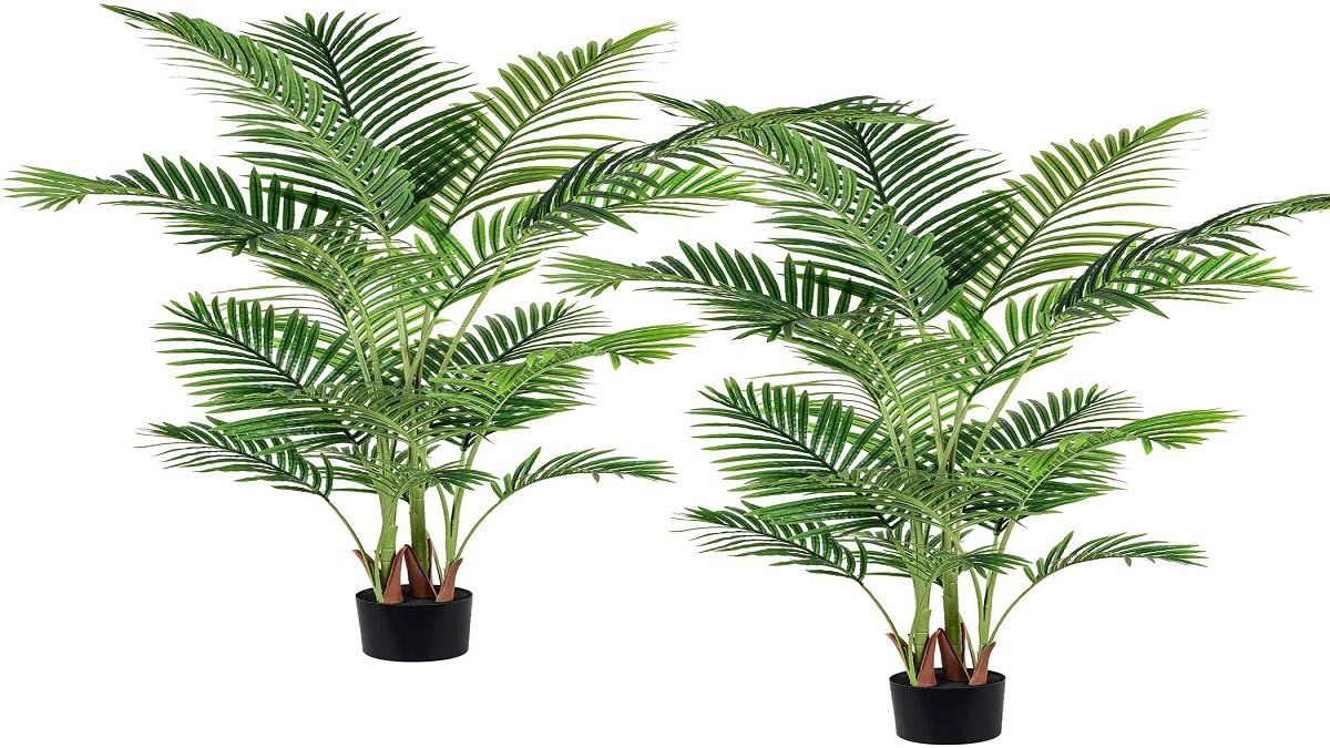 Areca Palm Tree