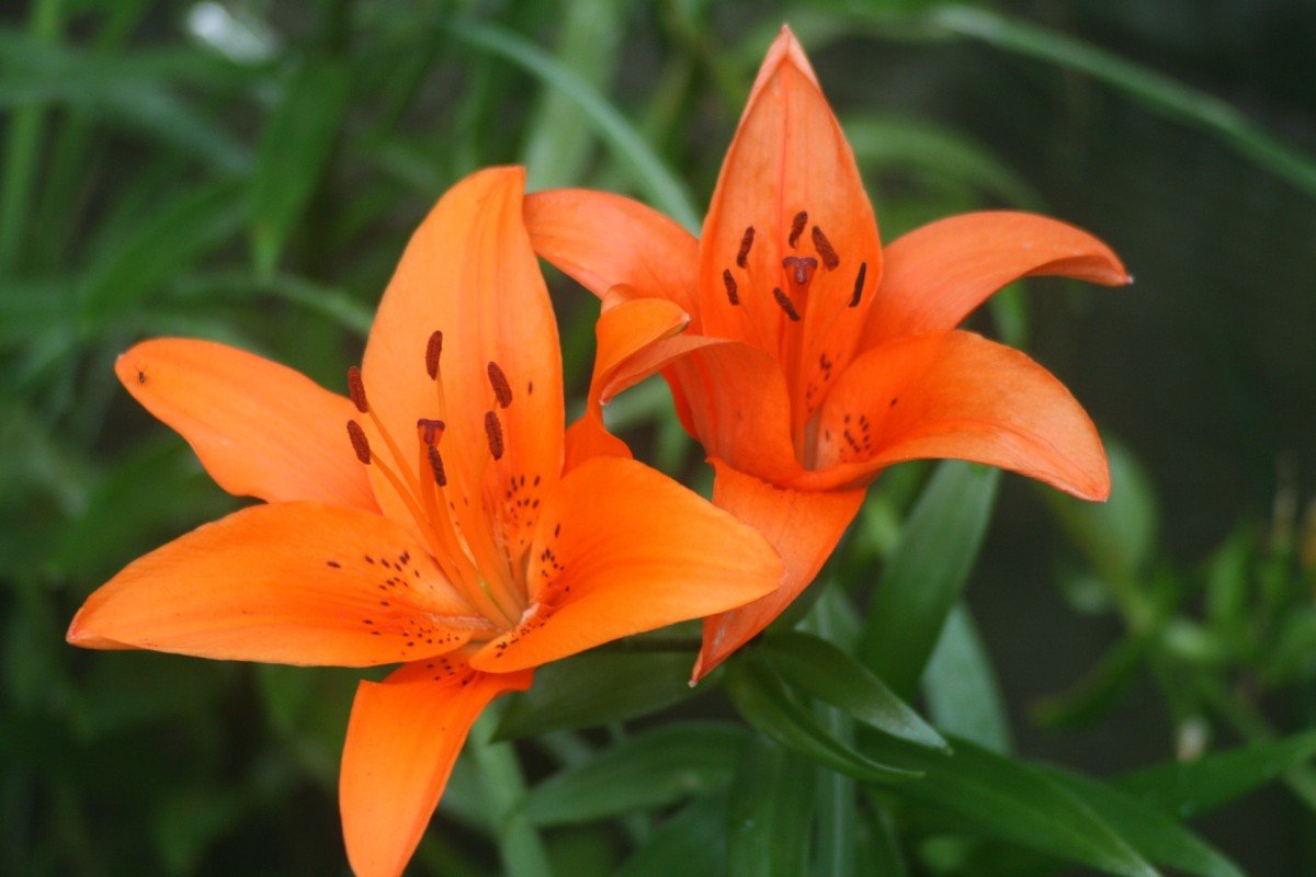 Tiger lily