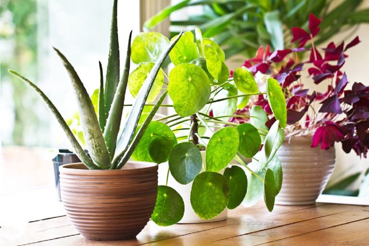 Buy indoor plants in sitapur