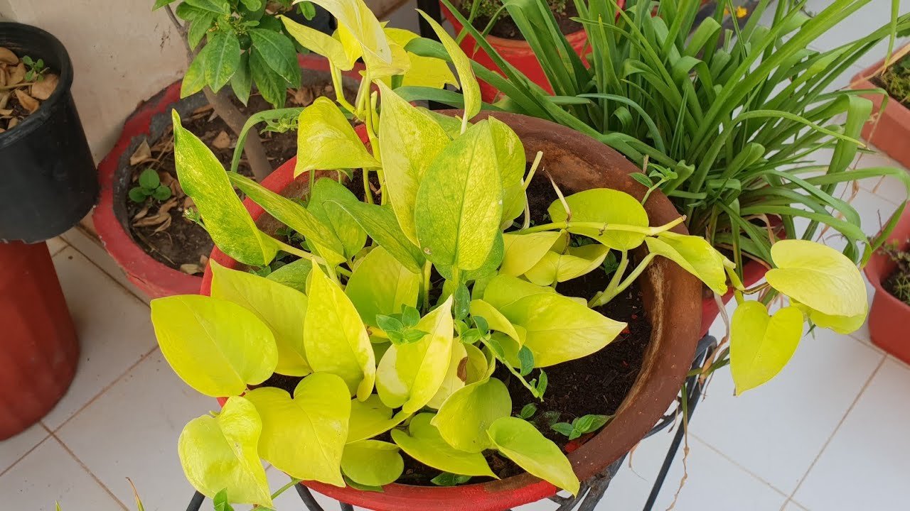 Money Plant Golden