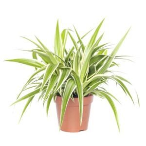 Spider Plant