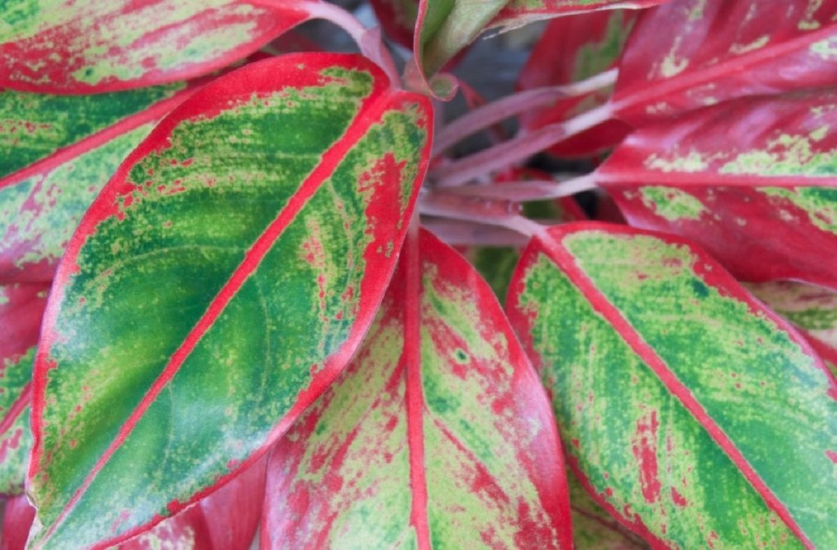 Aglaonema Red Plant Online
