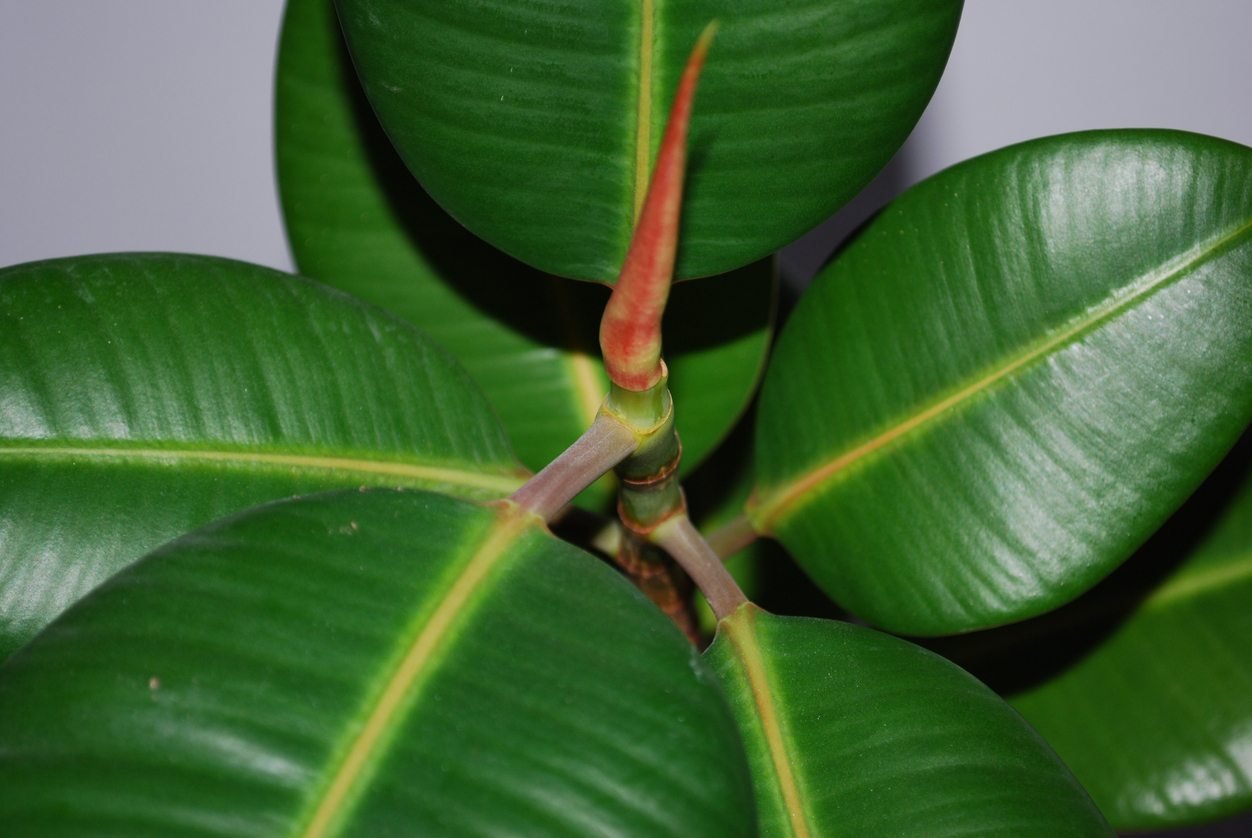 Rubber Plant in Sitapur