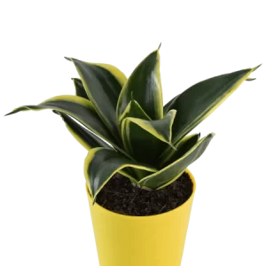 Snake Plant: Golden Hahnii