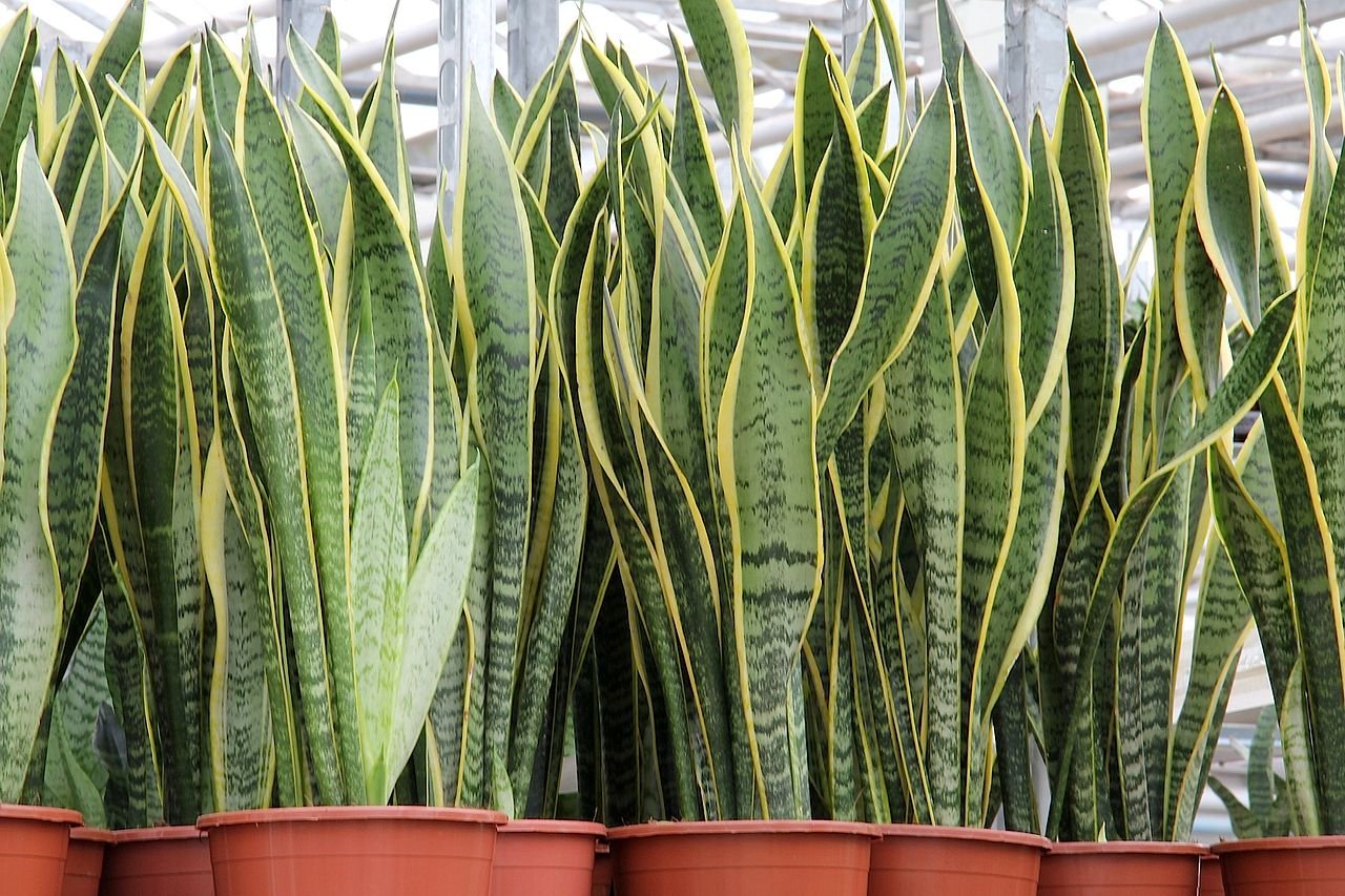 Snake plant