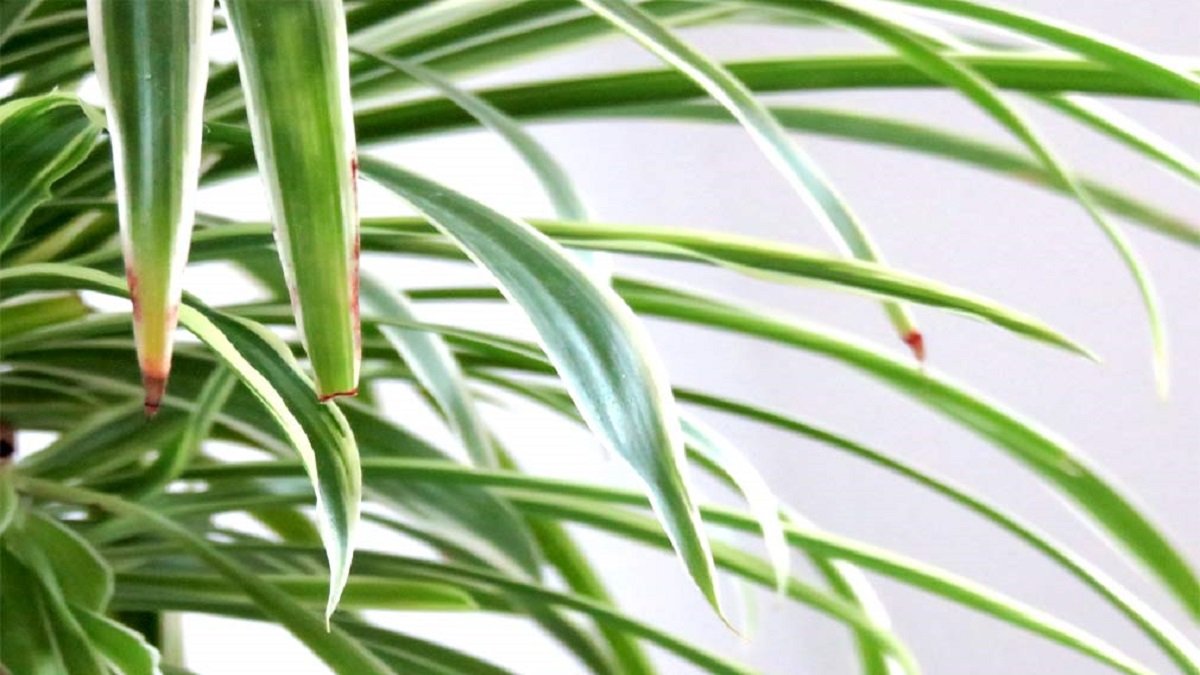 Spider Plant
