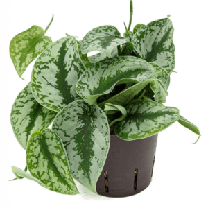 Satin Silver Splash Plant