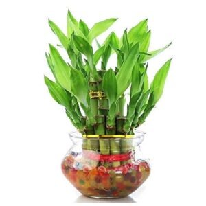 Lucky Bamboo Plant–3 Layer