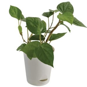 Betel Leaf (Magai Paan)