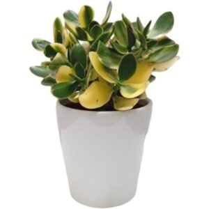 Crassula Ovata Variegated