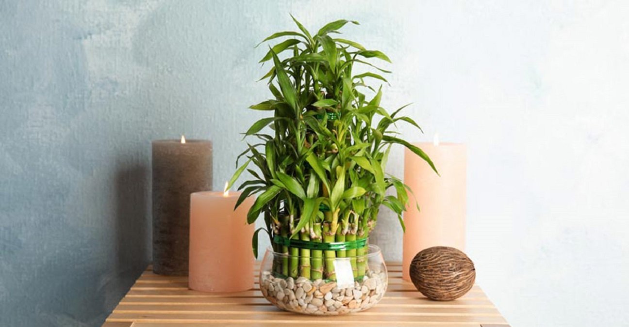 Lucky Bamboo Plant
