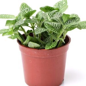 Fittonia Green Plant (Nerve Plant)