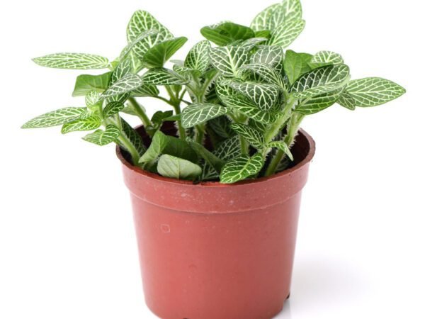 Fittonia Green Plant (Nerve Plant)
