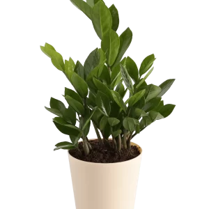 ZZ Plant Medium