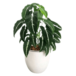 Syngonium Wendlandii Plant