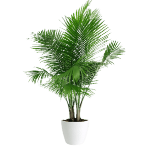 Areca Palm Tree