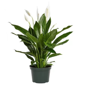 Peace Lily Plant