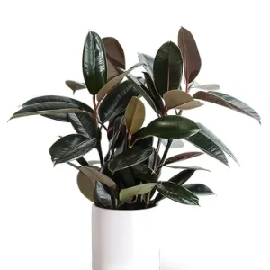 Rubber Plant