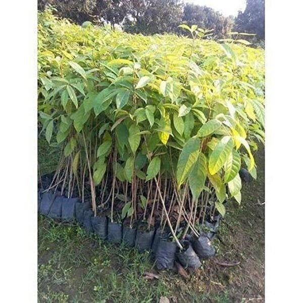 Mahogany Plant - Image 3