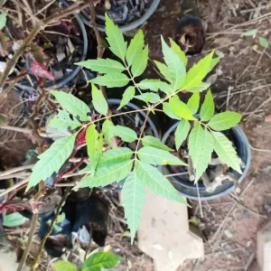 mahogany plant