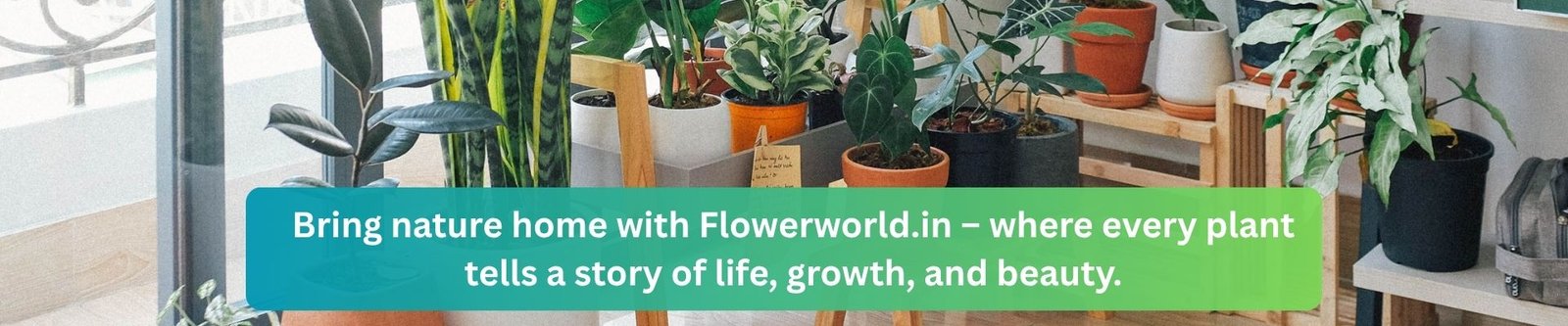 Bring nature home with Flowerworld.in